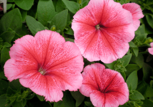 petunias